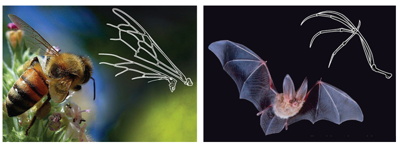 Hình ảnh dưới đây mô tả cấu tạo cánh chim và cánh dơi. Hãy cho biết đây là ví dụ phản ánh xu hướng tiến hóa nào? (ảnh 1)