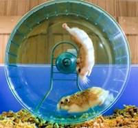 Russian Hamster Vs. Hamster Wheel! | Pets: Wild At Heart | BBC Earth -  YouTube