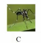 Tên con vật nào dưới đây có vần 