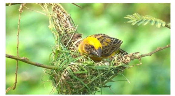 Câu nào mô tả đúng sự vật trong hình ảnh sau? (ảnh 1)