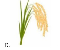 Tên những sự vật nào có