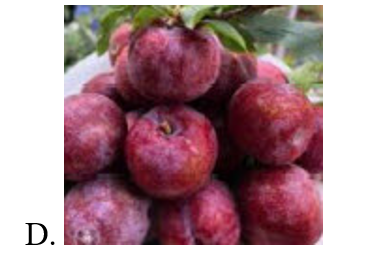 Hình nào dưới đây là quả vải? (ảnh 5)