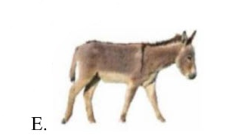 Tên những sự vật nào có