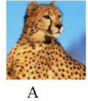 Tên con vật nào dưới đây có vần 