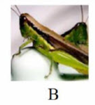 Tên con vật nào dưới đây có vần 