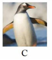 Tên con vật nào dưới đây có vần 