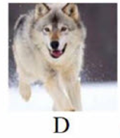 Tên con vật nào dưới đây có vần 