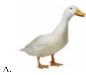 Hình ảnh nào dưới đây là chim thiên nga? (ảnh 2)