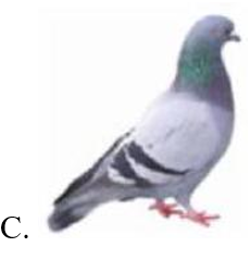 Hình ảnh nào dưới đây là chim thiên nga? (ảnh 4)