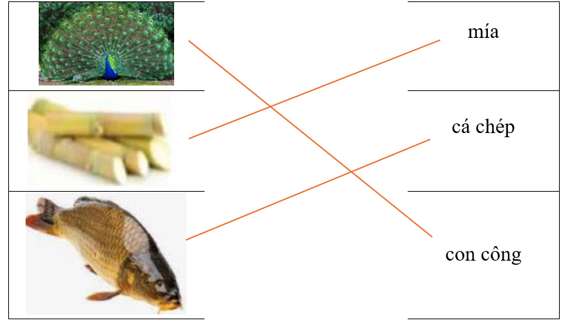 Hãy ghép hình ảnh với từ tương ứng. (ảnh 2)