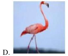 Hình ảnh nào dưới đây là chim thiên nga? (ảnh 5)