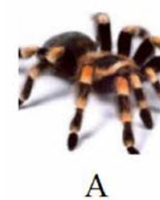 Tên con vật nào có vần 