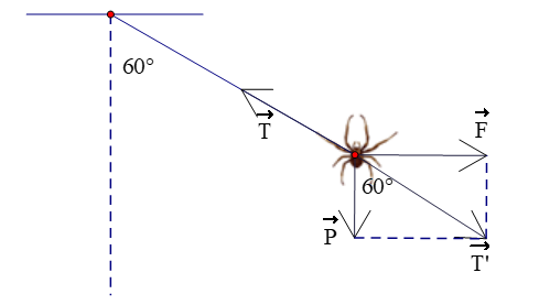 Một con nhện đang treo mình dưới một sợi tơ theo phương thẳng đứng thì bị một cơn gió thổi (ảnh 2)