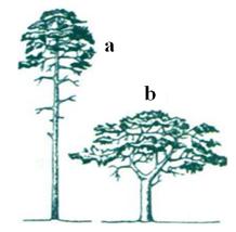 Quan sát hình bên và hãy xác định cây nào (a hoặc b) mọc trong rừng với mật độ cây dày đặc, cây nào mọc nơi trống trải? Cho biết cây a và cây b là cùng một loài. (ảnh 1)