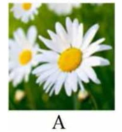 Tên loài hoa nào dưới đây có vần