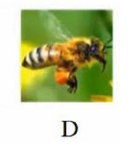 Tên con vật nào dưới đây có vần 