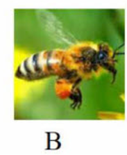 Tên con vật nào có vần 