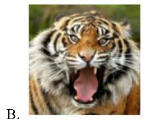 Hình nào là con hổ?  (ảnh 3)