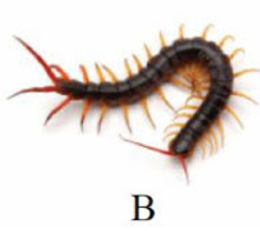 Tên con vật nào có vần 