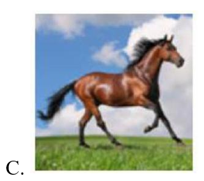 Hình nào là con hổ?  (ảnh 4)