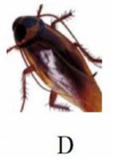 Tên con vật nào có vần 