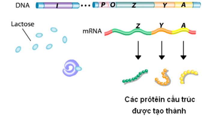 Cơ chế điều hoà hoạt động của gene ở vi khuẩn E.coli khi môi trường có Lactose được thể hiện trong hình vẽ sau. Hãy cho biết vì sao gene cấu trúc có thể tiến hành phiên mã và dịch mã bình thường? (ảnh 1)