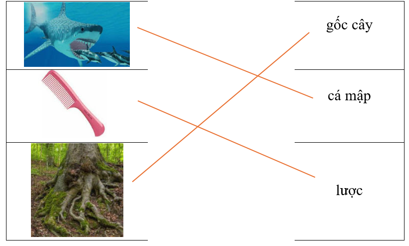 Hãy ghép hình ảnh với từ tương ứng. (ảnh 2)