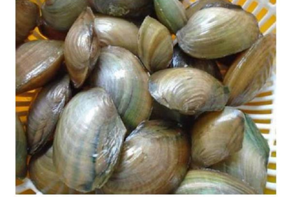 Điền chữ thích hợp vào chỗ trống:   	con ……..ai (ảnh 1)