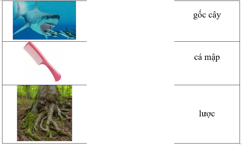 Hãy ghép hình ảnh với từ tương ứng. (ảnh 1)