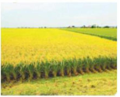 Em hãy quan sát tranh và chọn từ thích hợp: (ảnh 1)