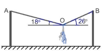 Một chú khỉ diễn xiếc treo mình cân bằng trên dây thừng như hình vẽ. Xác định lực căng xuất hiện trên các đoạn dây OA và OB. Biết chú khỉ có khối lượng là 7 kg. Lấy g = 9,8 m/s2. (ảnh 1)