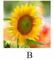 Tên loài hoa nào dưới đây có vần