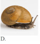 Tên con vật nào dưới đây chứa tiếng có vần 