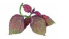 Em hãy chọn tiếng thích hợp điền vào chỗ trống để hoàn thành câu sau: Mẹ mua lá ........... tô. (ảnh 1)