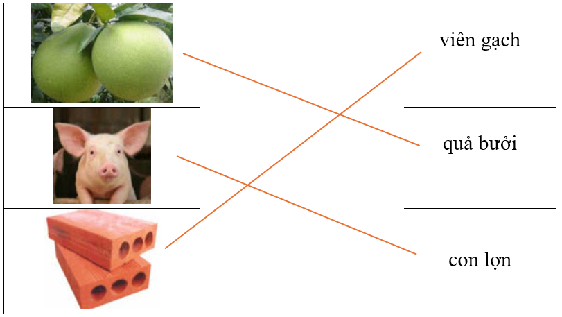 Hãy ghép hình ảnh với từ tương ứng. (ảnh 2)