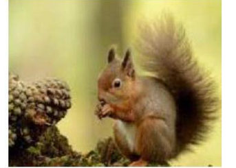 Em hãy chọn các tiếng để ghép thành từ phù hợp với tranh: (ảnh 1)