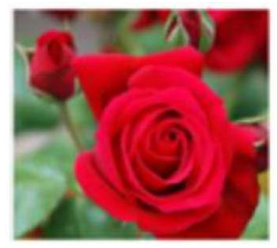 Đây là hoa gì? (ảnh 1)