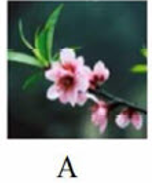 Loài hoa nào dưới đây có vần 