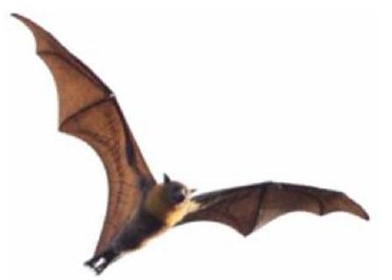 Đây là con gì? (ảnh 1)