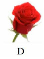 Loài hoa nào dưới đây có vần 