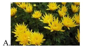 Hình nào là hoa cúc? (ảnh 1)