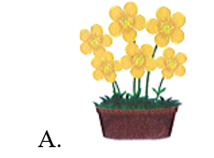 Chậu có nhiều hoa nhất là: (ảnh 2)