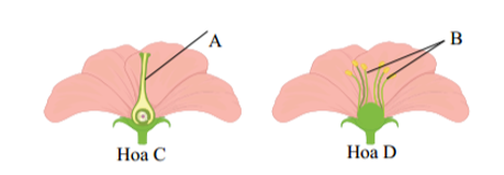 Cho hình ảnh sau có các kí tự A, B, C, D phát biểu nào sau đây sai khi nói về các cấu trúc đó? (ảnh 1)