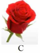 Tên loài hoa nào dưới đây có vần