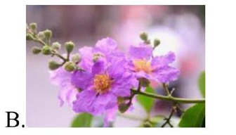 Hình nào là hoa cúc? (ảnh 2)