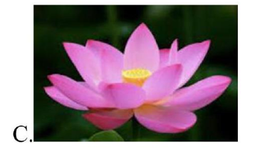 Hình nào là hoa cúc? (ảnh 3)