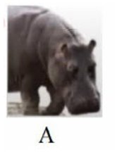 Tên con vật nào dưới đây có vần 