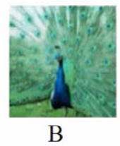 Tên con vật nào dưới đây có vần 