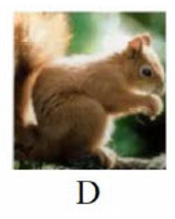 Tên con vật nào dưới đây có vần 