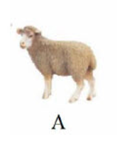 Tên con vật nào dưới đây có vần 